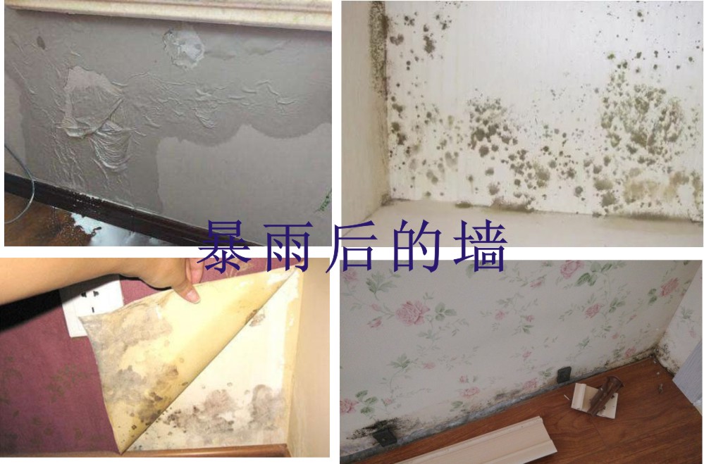 暴雨后的墻.jpg 暴雨后的墻.jpg